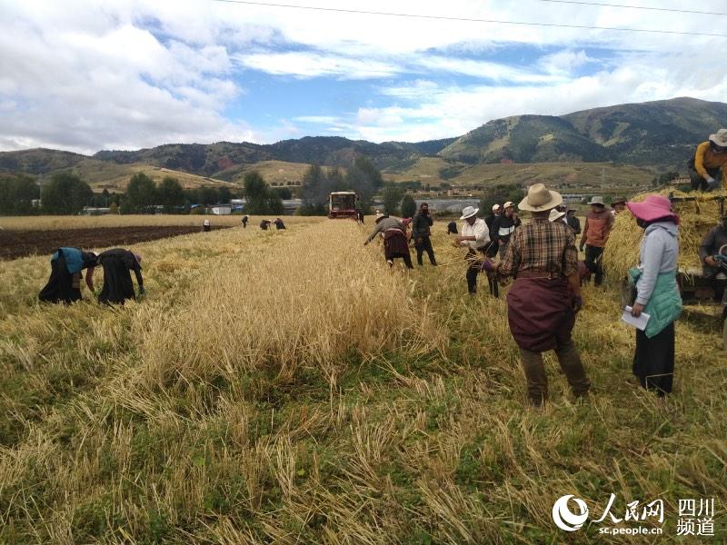 ལི་ཐང་རྫོང་གི་འཇའ་བ་གྲོང་རྡལ་དུ་འཕྲུལ་འཁོར་གྱིས་ནས་བརྔས་ཏེ་ཞིང་པ་རྣམས་ཞིང་ནང་ནས་བཅིངས་འགྲོལ་བཏང་བ།