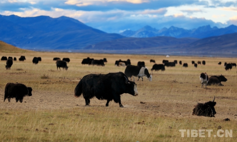 ལི་ཐང་དུ་གསེར་མདོག་སྟོན་ཁར་ནོར་གནག་ལ་ཤ་ཤེད་རྒྱས།