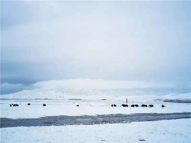 ཁ་བའི་འདབ་མས་དངུལ་དཀར་གྱི་འཇིག་རྟེན་བཞེངས།