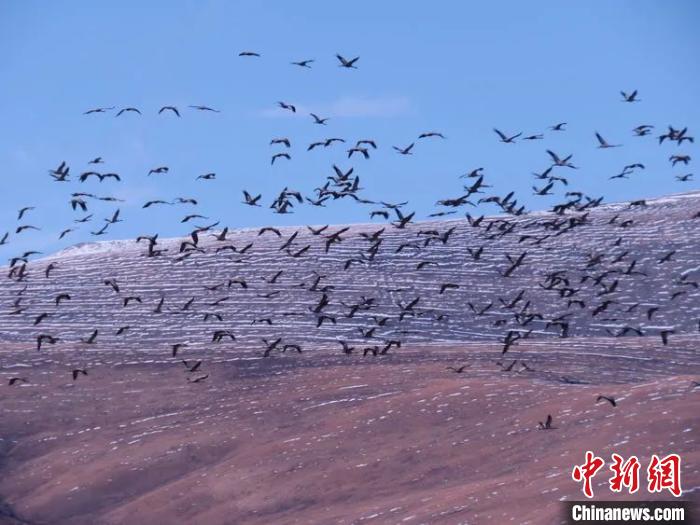 མཚོ་སྔོན་ཡུལ་ཤུལ་དུ་ཁྲུང་ཁྲུང་སྐེ་ནག་གི་ཁ་གྲངས་ལོ་རྒྱུས་ཐོག་ཆེས་མང་ཤོས་ཟིན་པ།