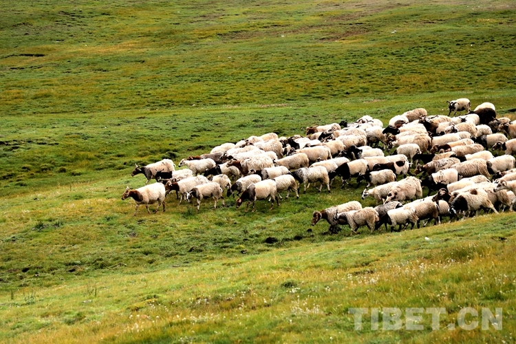 བོད་ལྗོངས་ཆབ་མདོའི་དབུལ་ཕོངས་མི་འབོར་ཁྲི19.46དབུལ་སྒྲོལ་བྱས་ཏེ་དབུལ་ཞྭ་ཕུད་པ།