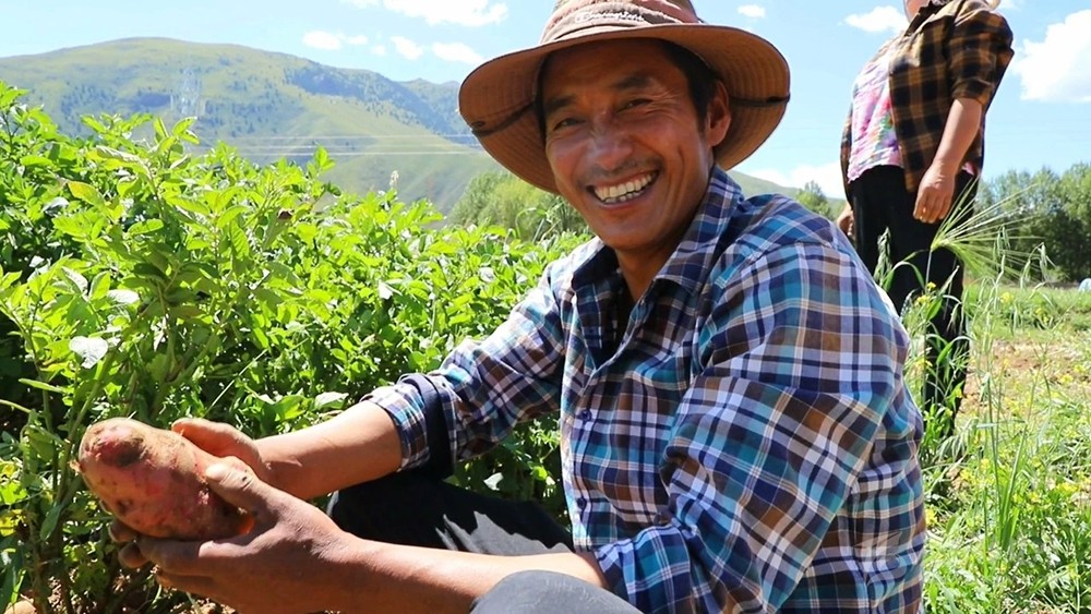 ཞིང་ནང་དང་མུ་ཁར་བྲེལ་འཚུབ་ངང་ལས་ལ་བརྩོན་བཞིན་པའི་ཞིང་པའི་གླ་པ།