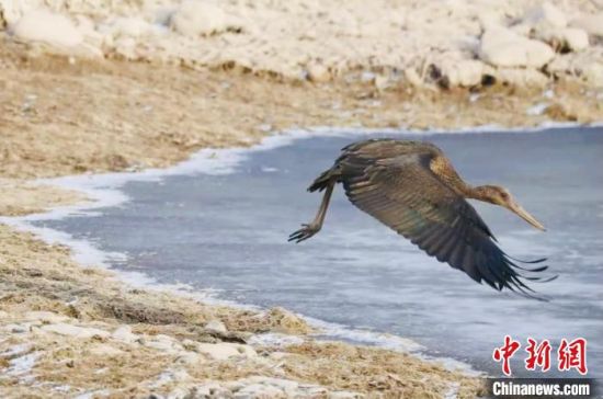 ཟི་ལིང་ལ་བྱ་རིགས་རྩ་ཆེན་ཞིག་སླེབས་འདུག
