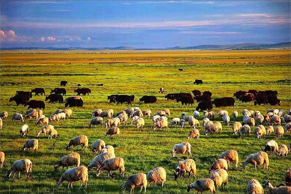 མཛོད་དགེ་རྫོང་གིས་ཐོན་ལས་སྤེལ་ནས་གྲོང་གསེབ་དར་རྒྱས་སུ་བཏང་།