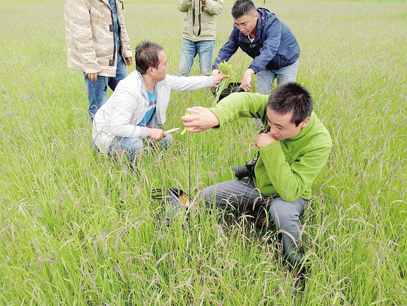 མཚོ་སྔོན་ལ་རོགས་སྐྱོར་བྱེད་པའི་བརྩེ་སེམས་ཆེན་པོ་དེ་མདུན་སྐྱོད་ཀྱི་སྟོབས་ཤུགས་ཆེན་པོར་འགྲིལ་བ།