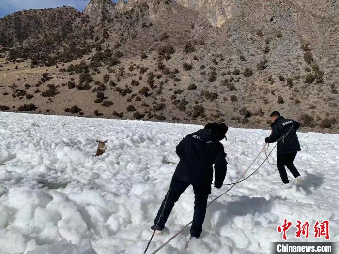 འཁྱགས་རོམ་དུ་ལུས་པའི་ཤྭ་བ་མཆུ་དཀར་6བསྐྱབས་པ། 