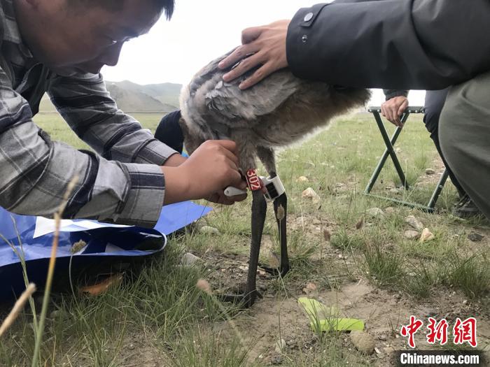 ཁྲུང་ཁྲུང་སྐེ་ནག་གི་གནས་སྤོ་ཞིབ་འཇུག་ཐད་གྲུབ་འབྲས་གཡུར་དུ་ཟ་བ་ཐོབ། 