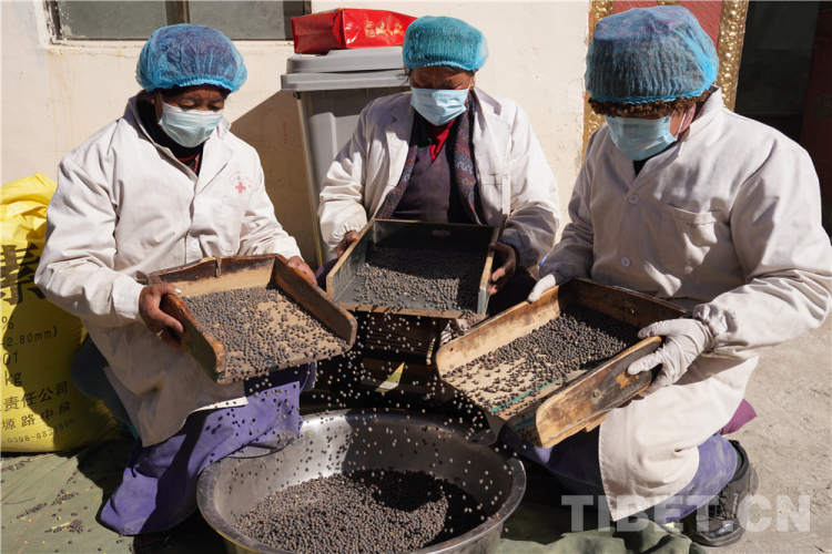 བོད་ལྗོངས་ལྷོ་ཁའི་ཕྱུག་འགྱུར་སྣེ་ཁྲིད་པས་ཕ་ཡུལ་ལ་དྲིན་ལན་འཇལ་བ།