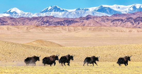 ནོར་གནག་ཁྱུ་དང་ཁྱུ་བྱས་ནས་ཁ་བའི་ཁྲོད་དུ་རྒྱུག་བཞིན་པ།