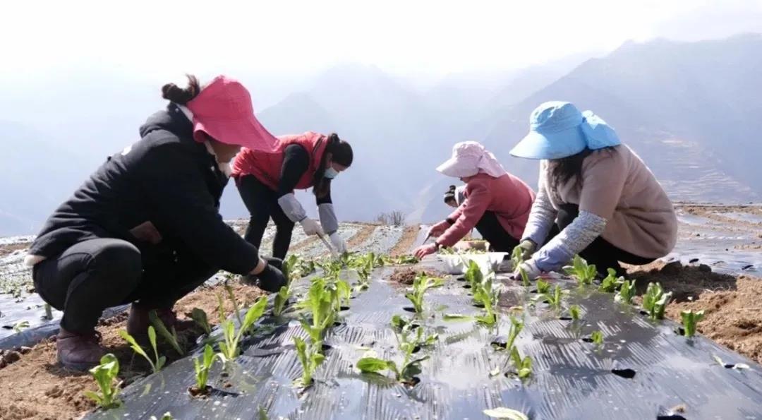 ཁྲོ་ཆུ་རྫོང་དྷ་ཅི་ཡུལ་ཚོའི་ཞིང་བ་རྣམས་དཔྱིད་རྨོད་ཀྱི་ལས་ལ་བྲེལ།