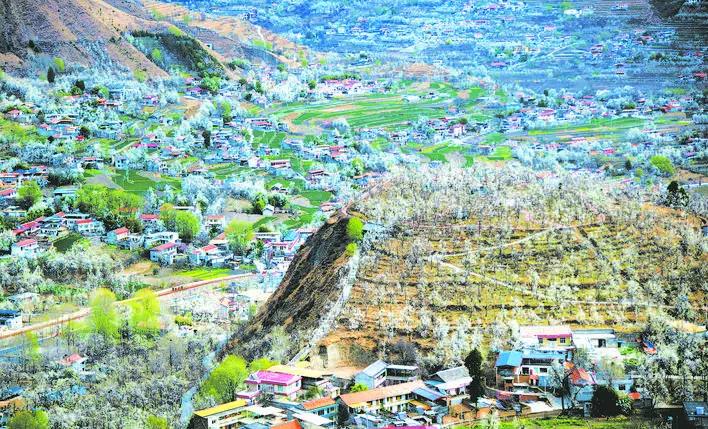 ལི་སྡོང་མེ་ཏོག་རབ་ཏུ་བཞད།། མ་བོས་མགྲོན་པོ་ངང་གིས་འདུས།།