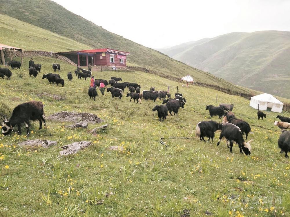 དམངས་འཚོར་དམིགས་ནས་དབུལ་ཐར་ལས་ལ་འབད།། འགག་སྒྲོལ་ཐབས་མཆོག་སྤྱད་དེ་འབྲས་བཟང་སྨིན།།
