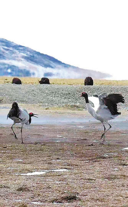 ཁྲུང་ཁྲུང་སྐེ་ནག་ཁག་དང་པོ་འཇའ་ཐང་རྩྭ་ཐང་དུ་ལོག་པ།