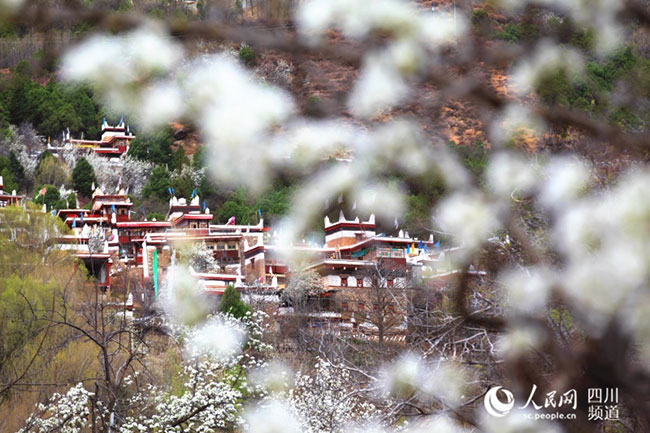 དཀར་མཛེས་མཛེས་མའི་ལུང་དུ་མེ་ཏོག་བཞད་པའི་སྒང་རེད།