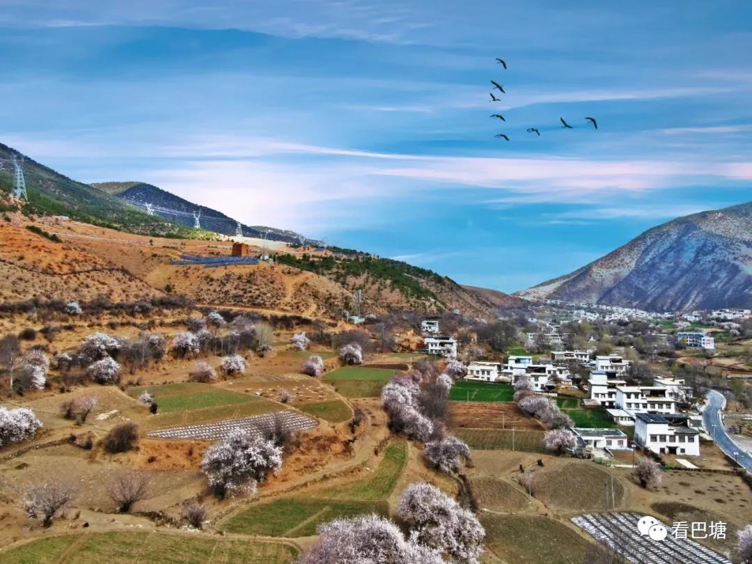 འབའ་ཐང་རྫོང་རྫོང་རྩ་གྲོང་རྡལ་ལ་ཁམ་བུའི་མེ་ཏོག་གི་རྒྱ་མཚོ་འཁྱིལ།