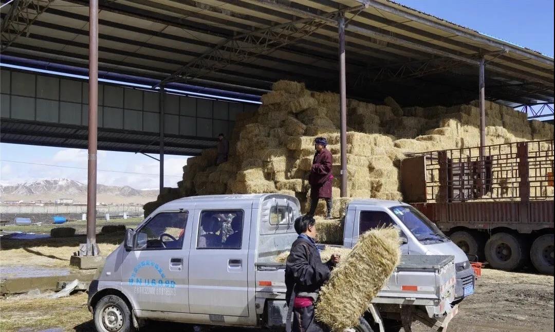 རིན་མི་དགོས་པར་གཟན་རྩྭ་བྱིན་ནས་མང་ཚོགས་ཀྱི་དཀའ་ངལ་བསལ།
