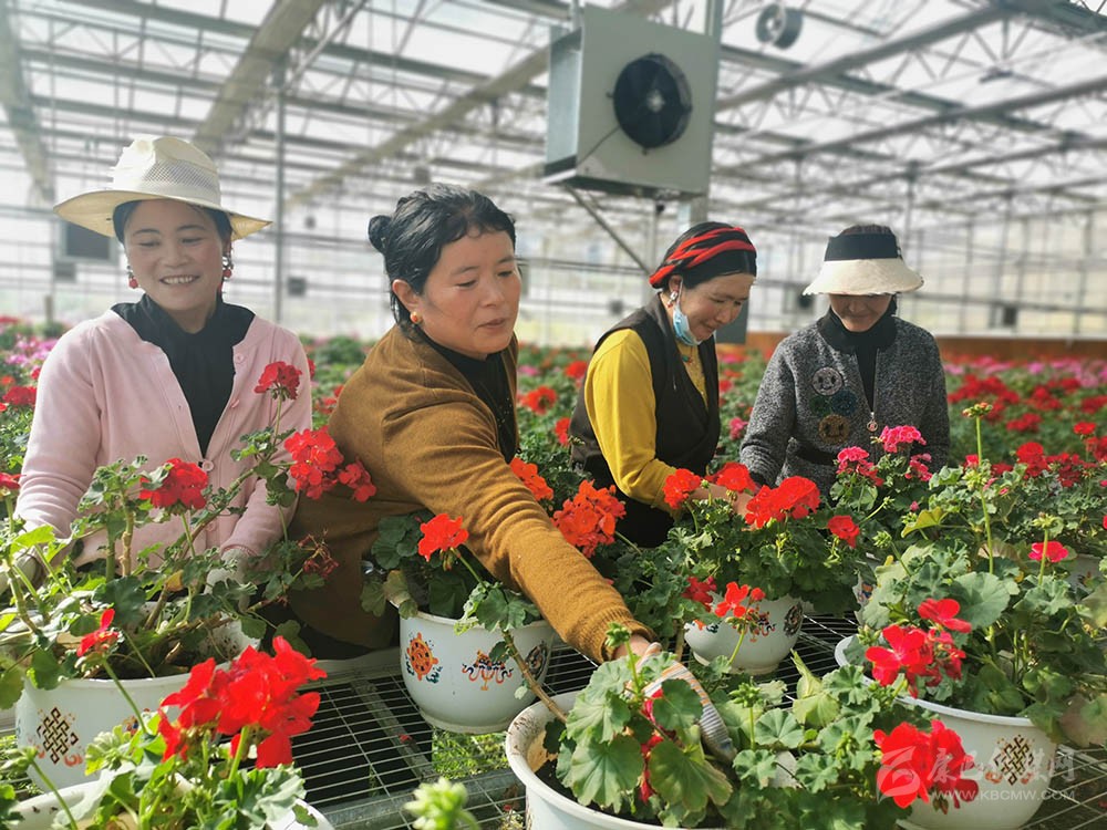 མཐོ་སྒང་གི་རྩི་ཤིང་ར་བར་བརྟེན་ནས་ཡུལ་མིའི་དངུལ་ཁུག་མཐུག་པོར་ཆགས།