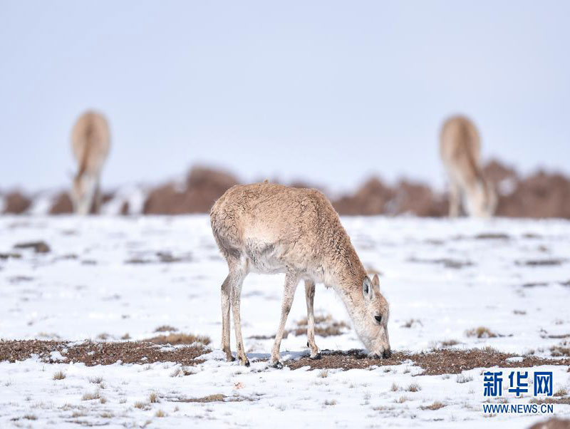 སའི་གོ་ལའི་ཚེ་སྲོག་གཅིག་མཐུན་འདུས་གྲུབ་མཉམ་དུ་བསྐྲུན་ནས་གཙང་གསུམ་ཆུ་འགོའི་“རི་སྐྱེས་སྲོག་ཆགས་”ཡུལ་ཁམས་སུ་བསྐྱོད།