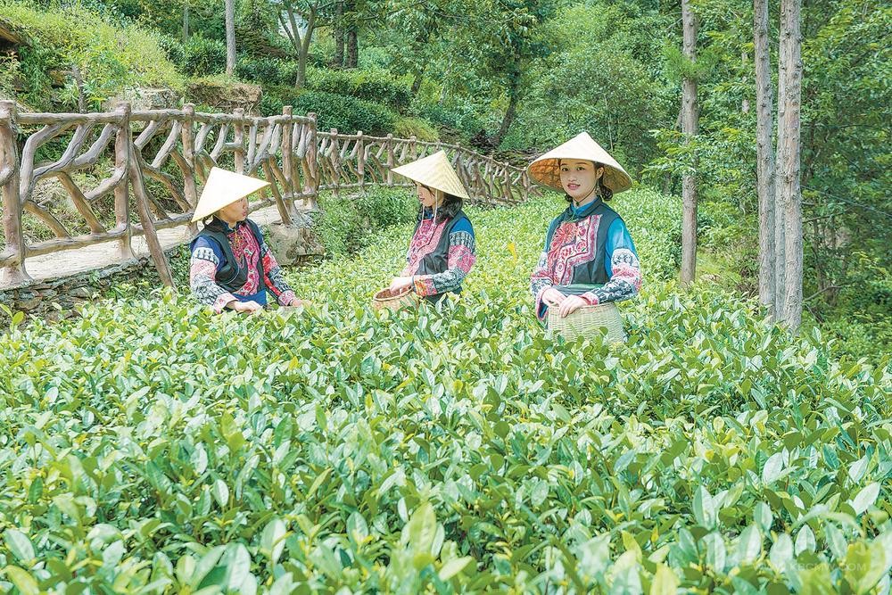 ཇའི་ཐོན་ལས་དེ་བརྒྱད་ཟིལ་རྫོང་ཁེ་རྡོ་ཡུག་ཤོག་གི་ཕྱུག་འགྱུར་གཅེས་ནོར་དུ་གྱུར།