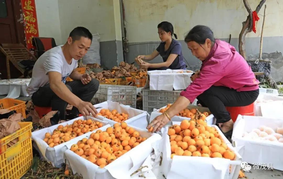 མའོ་རྫོང་གི་ཤིང་ཏོག་ཞུ་མཁན་མུའུ་༢༠༠༠ལྷག་ཙམ་ཚོང་རར་བཏོན།