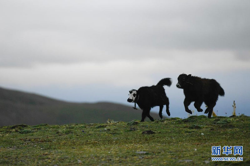 དབྱར་དུས་ཀྱི་འབྲོག་ར། 