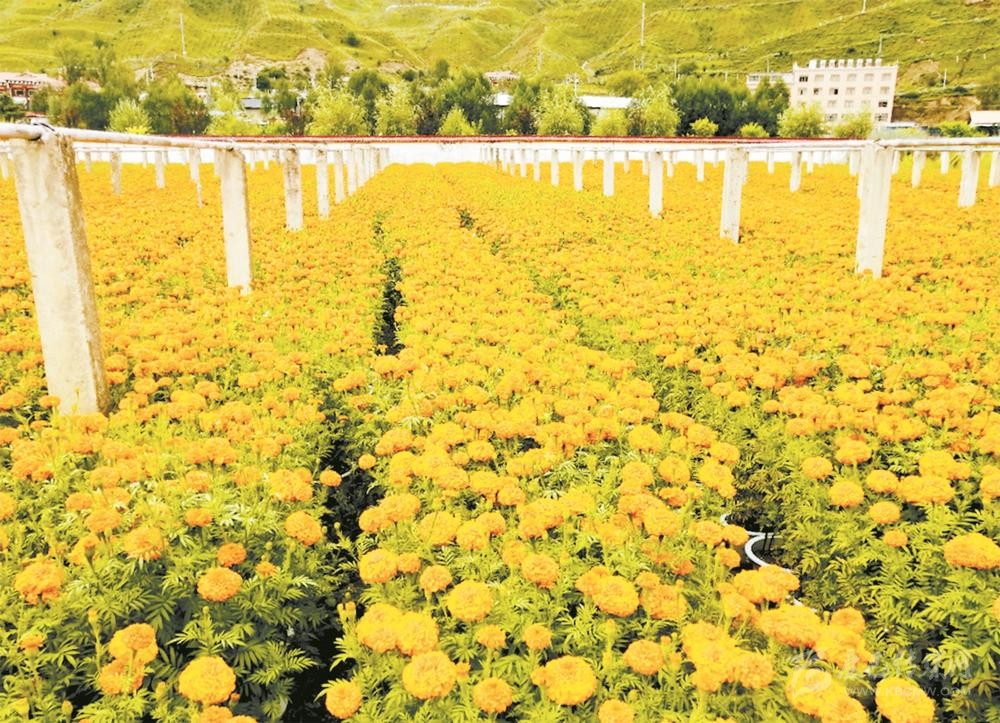 བྲག་མགོ་རྫོང་གིས་མེ་ཏོག་ཐོན་ལས་ལ་བརྟེན་ནས་མི་སེར་ཕྱུག་པོར་ཆགས་པའི་ཕུགས་འདུན་མངོན་འགྱུར་བྱས།