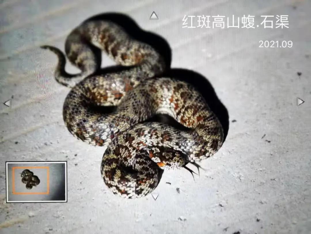 སེར་ཤུལ་ནས་མཐོང་བའི་སྦྲུལ་འདིས་རང་རྒྱལ་གྱི་ཟིན་ཐོ་གསར་པ་བསྐྲུན།