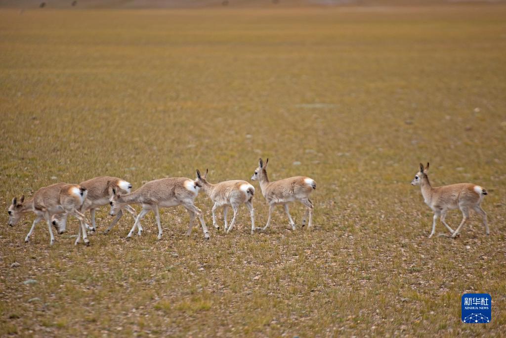 བྱང་ཐང་སྟེ་རི་སྐྱེས་སྲོག་ཆགས་ཀྱི་དགའ་ཚལ། 