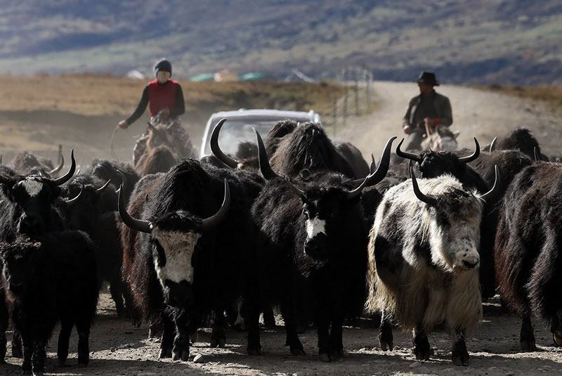 ཁྲོན་ནུབ་བྱང་རྒྱུད་ཀྱི་བོད་ཀྱི་འབྲོག་པ་དགུན་སར་སྤོ་འགོ་ཚུགས། 