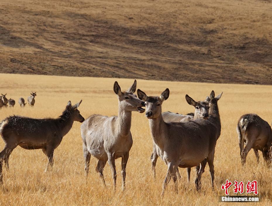 རྒྱལ་ཁབ་ཀྱི་རིམ་པ་གཉིས་པའི་སྲུང་སྐྱོང་སྲོག་ཆགས་ཤྭ་བ། 