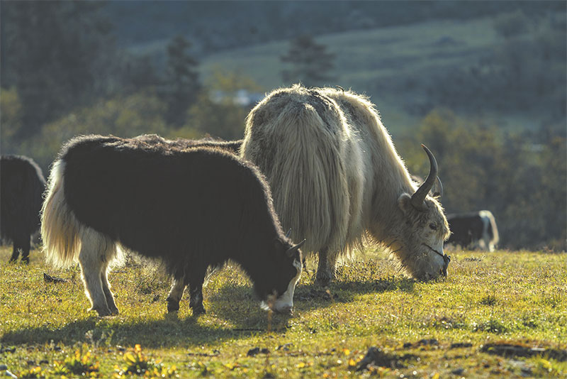སྟོན་དུས་ཀྱི་པོ་ཏ་མཚོ།