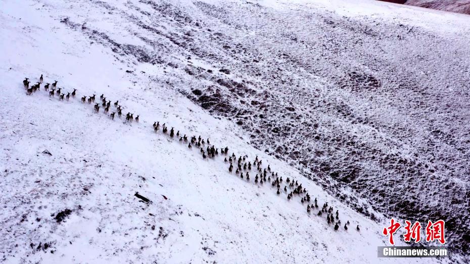དགུན་དུས་ཀྱི་མདོ་ལ་རི་བོར་འཚོ་གནས་ཡོད་པའི་རི་སྐྱེས་སྲོག་ཆགས། 
