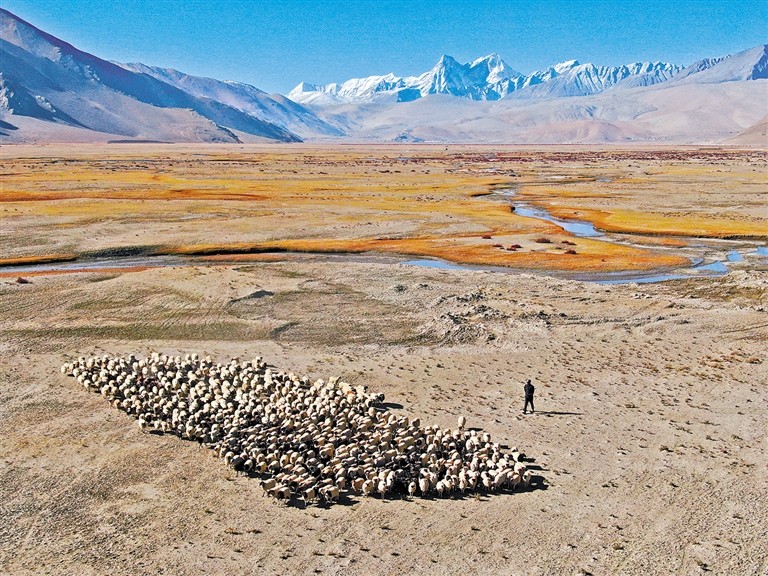 ར་ལུག་གསོས་ནས་འབབ་འཕར་ཡོང་བར་བྱེད།