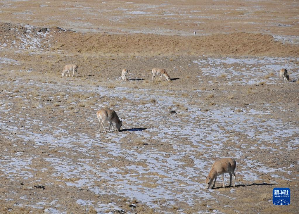 དགུན་དུས་ཨ་ཆེན་གངས་རྒྱབ་ཀྱི་རི་སྐྱེས་སྲོག་ཆགས། 