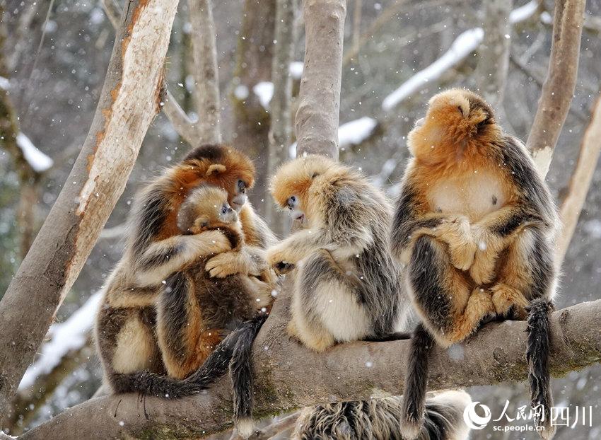 སྤྲེའུ་སེར་ཁྱུ་ཚོགས་དང་བཅས་ཁ་བའི་ཁྲོད་རྩེད་འཇོར་རོལ་བ།