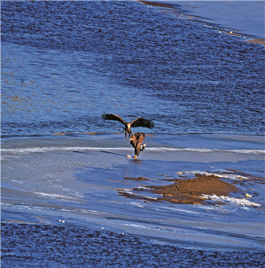 རྩ་ཆེ་ལ་སྟོངས་ཉེ་ཡོད་པའི་མཚོ་གླག་མཇུག་དཀར་རྔ་བ་རྫོང་དུ་ཐོན་པ།