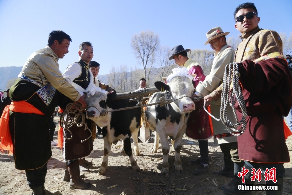 ཁྲི་ཀ་རུ་དཔྱིད་མགོའི་རྨོ་འདེབས་ཀྱི་མགོ་བརྩམས།
