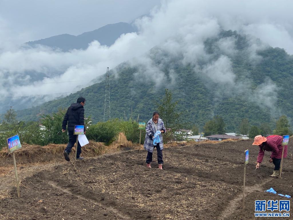 ཉིང་ཁྲི་མེ་ཏོག་རྫོང་དུ་དཔྱིད་འདེབས་ཀྱི་ལས་ལ་བྲེལ།