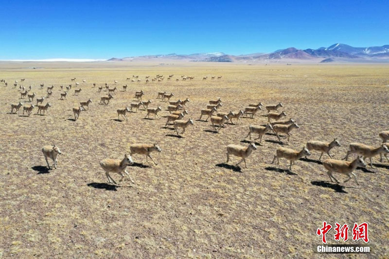བོད་ལྗོངས་སྒེར་རྩེ་རྫོང་རྩྭ་ཐང་སྟེང་གི་གཙོད།