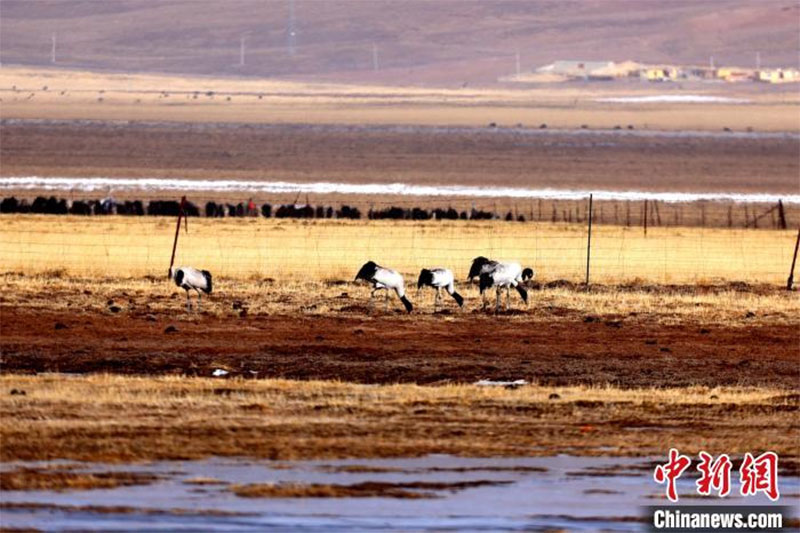 རོང་པོ་རང་བྱུང་སྲུང་སྐྱོང་ཁུལ་དུ་འདབ་ཆགས་རིགས་47མང་དུ་ཕྱིན་ཡོད། 