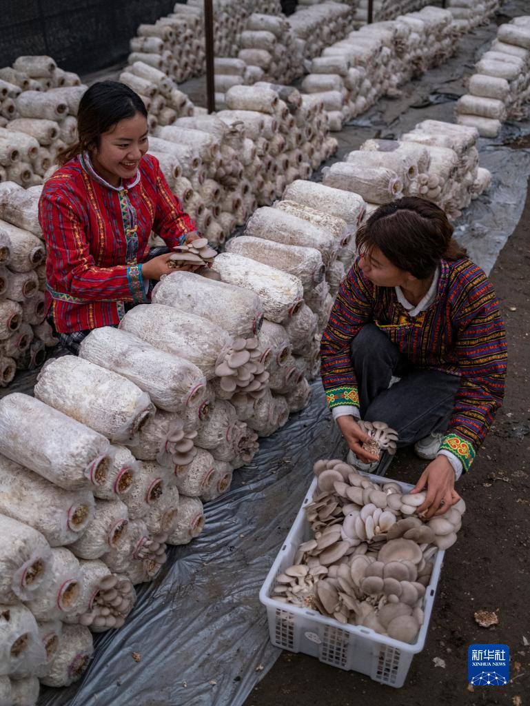 ཕ་ཡུལ་དུ་ཕྱིར་ལོག་ནས་ལས་སྐྲུན་བྱེད་པའི་སློབ་ཆེན་སློབ་མ།