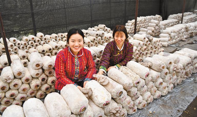 ཤ་མོ་བཏབ་ནས་ལས་གཏོད་བྱེད།