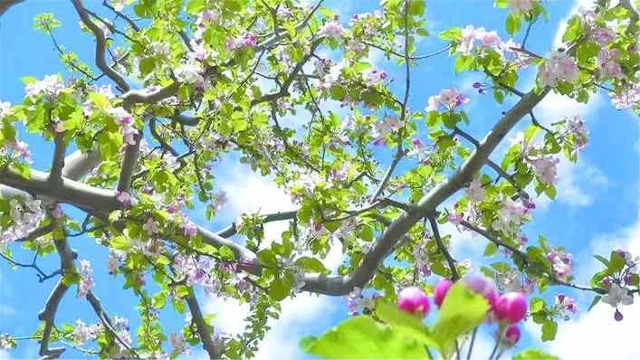 དམངས་ཀྱི་རེ་བ་འཁུར་བའི་གསེར་གྱི་ཀུ་ཤུ།