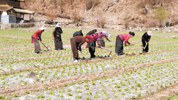 ཁྱད་ལྡན་ཞིང་ལས་འཕེལ་རྒྱས་བཏང་ནས་གྲོང་གསེབ་དར་རྒྱས་ལ་རོགས་འདེགས་བྱས།    