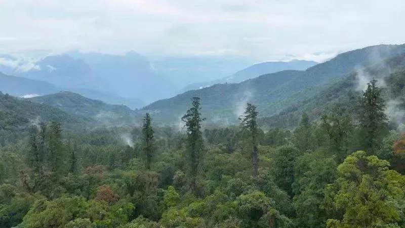 མེ་ཏོག་རྫོང་ནས་ཀྲུང་གོའི་སྐམ་ས་ཆེན་པོའི་ཤིང་སྡོང་མཐོ་ཤོས་རྙེད་པ།