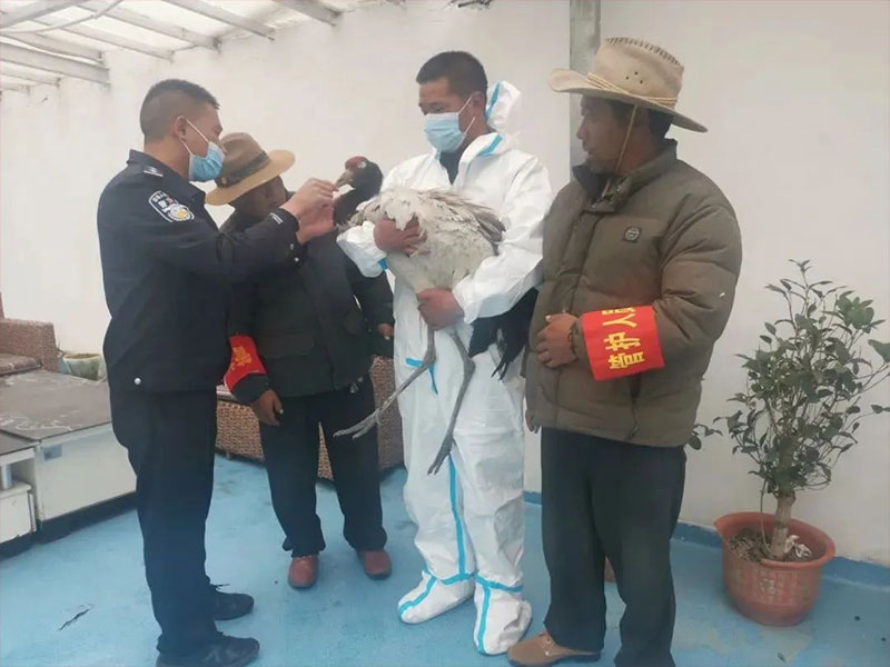 རྨས་སྐྱོན་ཕོག་པའི་ཁྲུང་ཁྲུང་གཙུག་དམར་ཞིག་སྐྱོབ་ཐུབ་ཡོད།