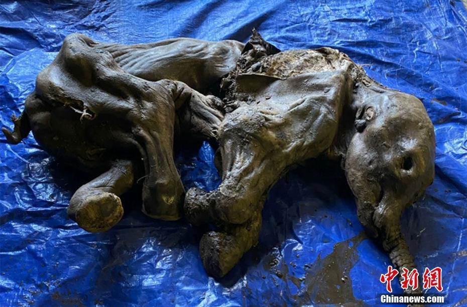 ལོ་ཁྲི་3སྔོན་གྱི་གནའ་བོའི་གླང་རྒོད་ཀྱི་བེམ་རོ་ཞིག་རྙེད་འདུག