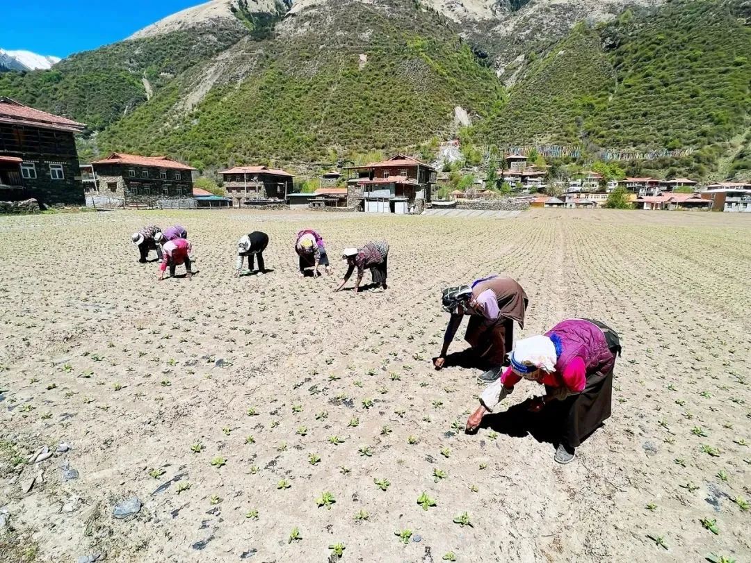 ཁྱད་ལྡན་ཐོན་ལས་ཀྱིས།།  གྲོང་གསེབ་དར་རྒྱས་བཏང་།།