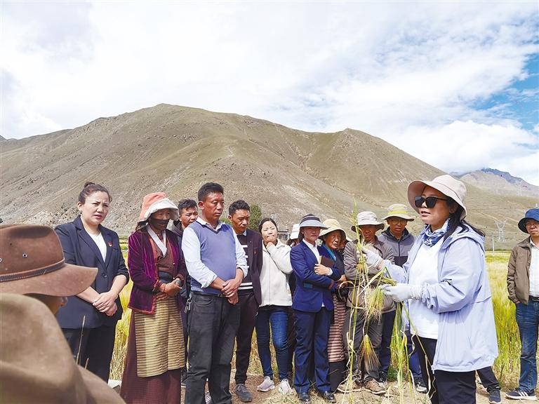 འབྲོག་རར་ནོར་ལུག་ཤ་ཤེད་རྒྱས། འོང་ཁར་སྙེ་མའི་མགོ་ལྕོག་ལྡེམ།