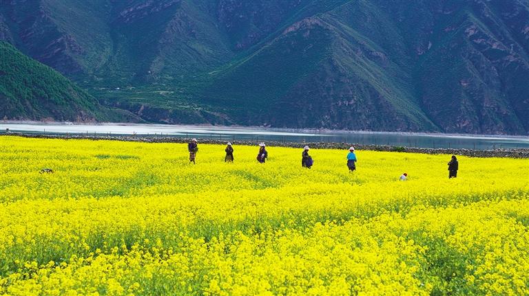 པད་ཁའི་མེ་ཏོག་རབ་ཏུ་བཞད།